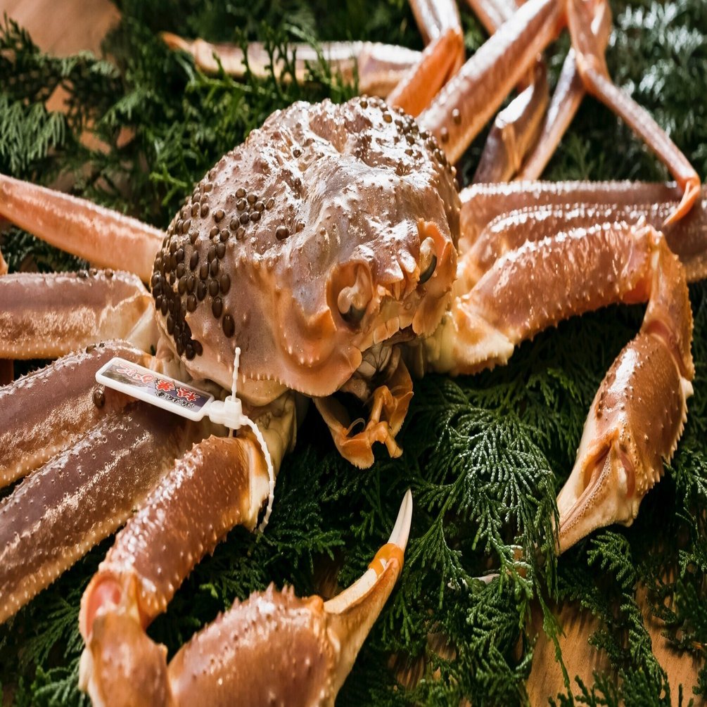 11月、蟹の王様ズワイガニ、最高級の雄・松葉蟹と雌・セイコガニを