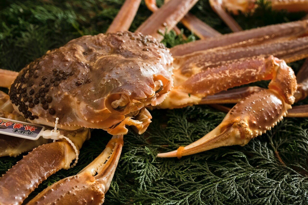 11月 蟹の王様ズワイガニ 最高級の雄 松葉蟹と雌 セイコガニを味わう 懐石小室 Note 11月 蟹の王様ズワイガニ 最高級の雄 松葉蟹と雌 セイコガニを味わう 懐石小室 Note