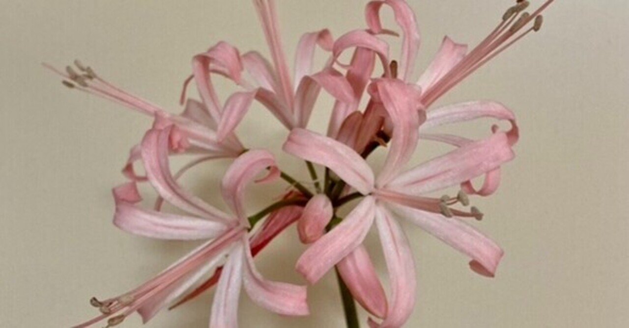 ネリネとの素晴らしき出逢い Pirokichi Flower Market Pirokichi Note ネリネとの素晴らしき出逢い Pirokichi Flower Market Pirokichi Note