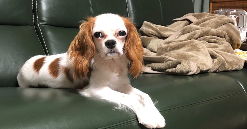 犬の抱っこの仕方 の新着タグ記事一覧 Note つくる つながる とどける