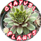 oyayubiplants