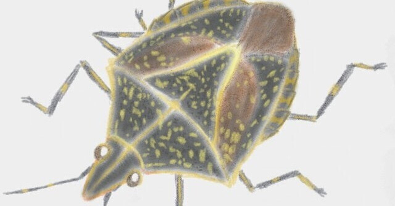 キマダラカメムシ描きました！｜月澄狸