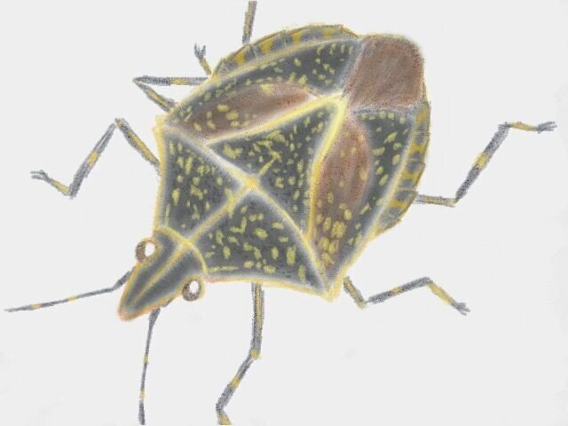 キマダラカメムシ描きました！｜月澄狸