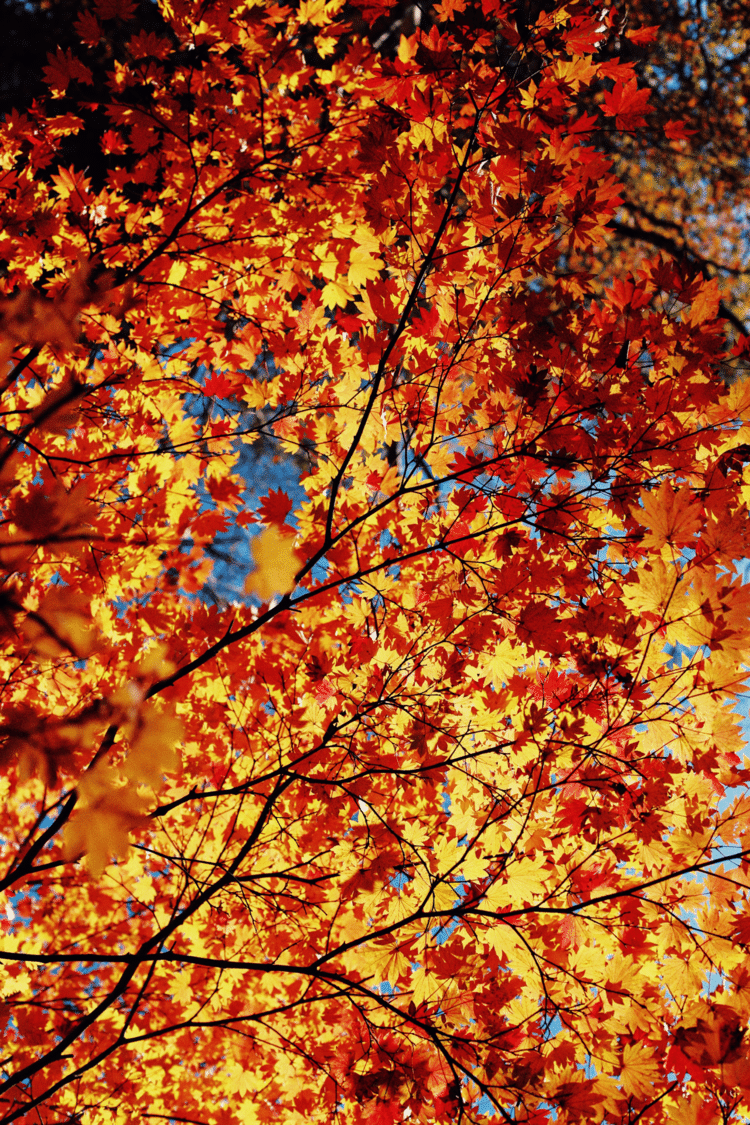 これも先日の日光中禅寺写真。紅葉。お天気最高よね。紅葉狩りたいわ。