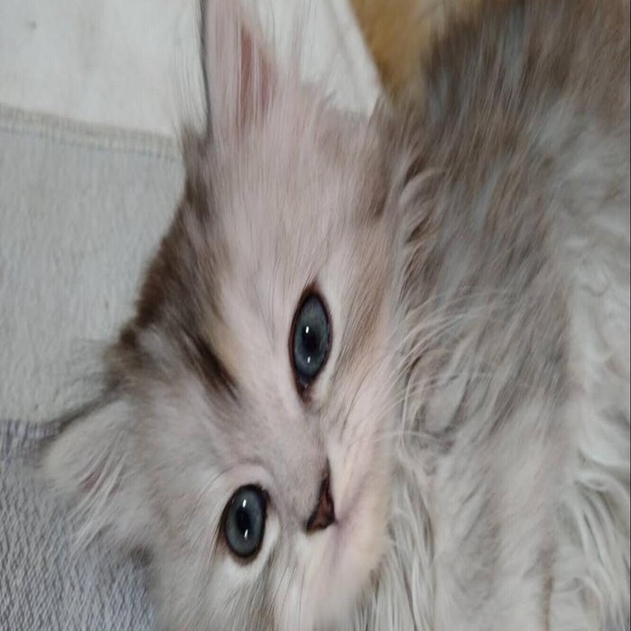 業界人が語ります】究極の雑種ミヌエットをかわいそうだなんて言わないで！｜ペットの実家＠優良ブリーダー直販, image size:1333x698