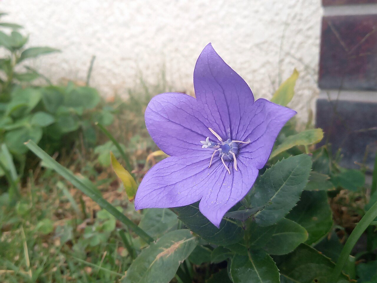 散策中 明日から11月だというのに桔梗に遭遇しました 桔梗の開花時期は6 9月なんですけどねぇ 花言葉は 永遠の愛 変わらぬ愛 気品 誠実 だそうです ご覧いただき ありがとうございます 柘榴 Note
