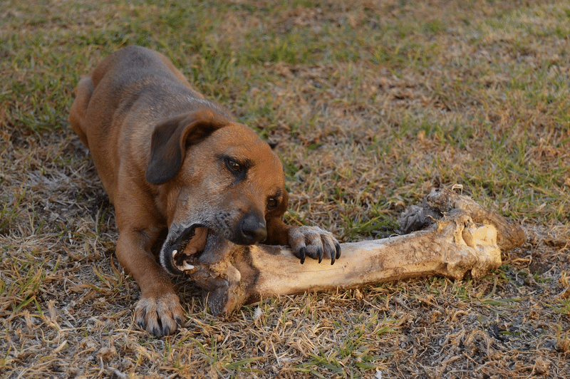 犬　骨　スカスカ