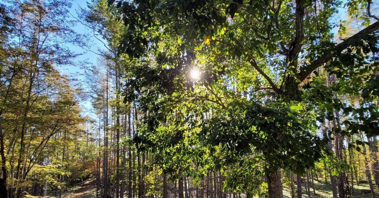 ツインレイランナー の新着タグ記事一覧 Note つくる つながる とどける ツインレイランナー の新着タグ記事一覧 Note つくる つながる とどける