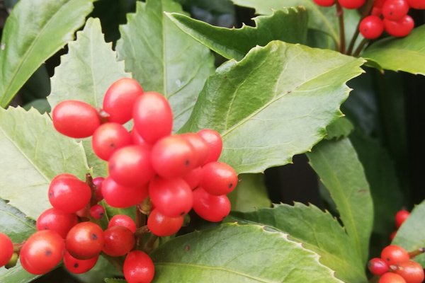 南天万両千両の違い の新着タグ記事一覧 Note つくる つながる とどける 南天万両千両の違い の新着タグ記事一覧 Note つくる つながる とどける