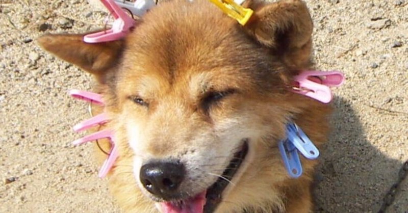 バカ犬 の新着タグ記事一覧 Note つくる つながる とどける バカ犬 の新着タグ記事一覧 Note つくる つながる とどける