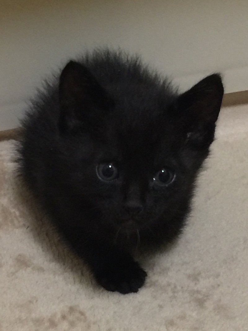 27 ごめん いま猫でいそがしい 黒猫クロマティ 杉山理紀sugiyamariki Note 27 ごめん いま猫でいそがしい 黒猫クロマティ 杉山理紀sugiyamariki Note