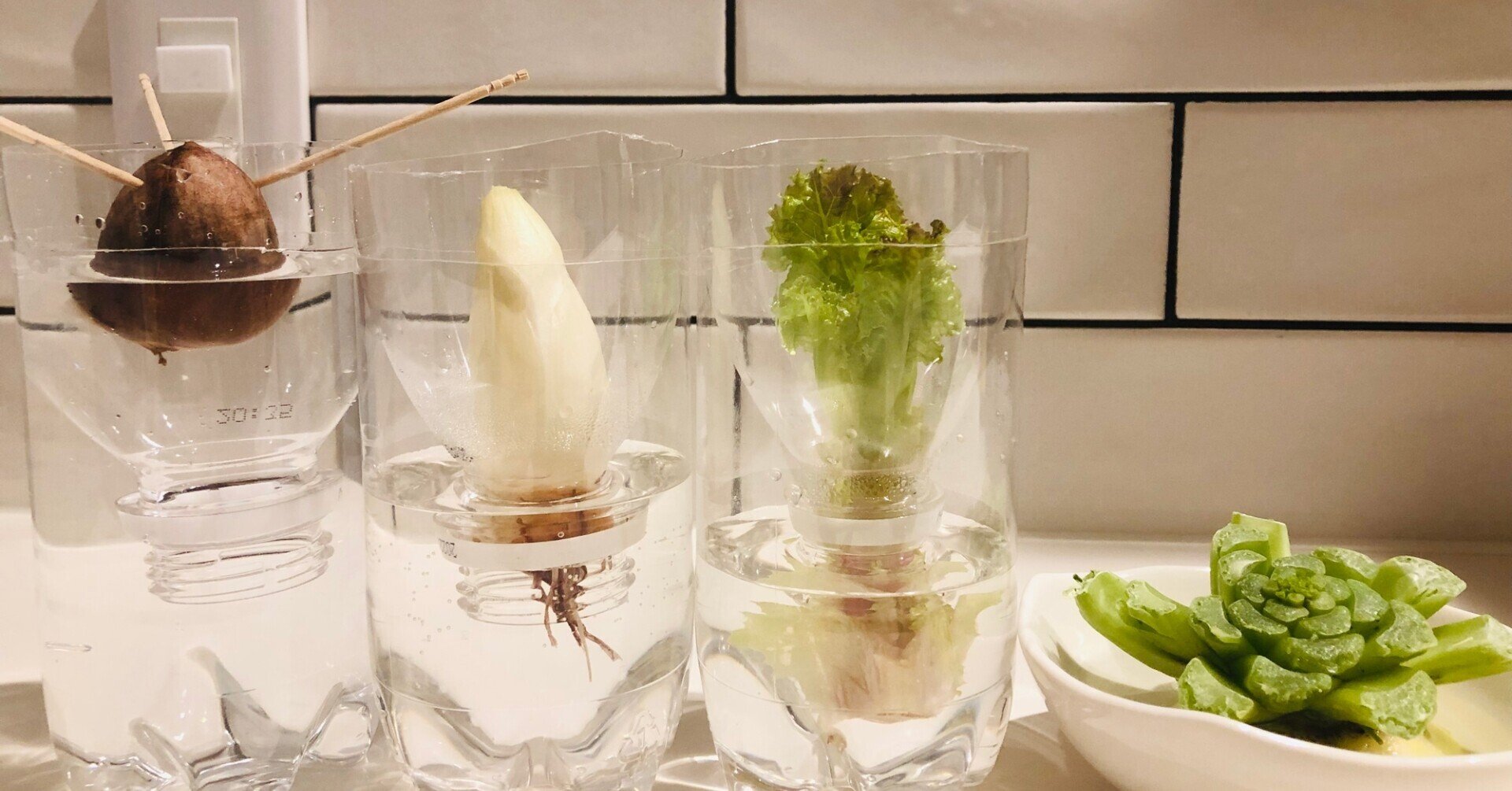 再生栽培 リボベジ を始めてみました Snjssk Note 再生栽培 リボベジ を始めてみました Snjssk Note