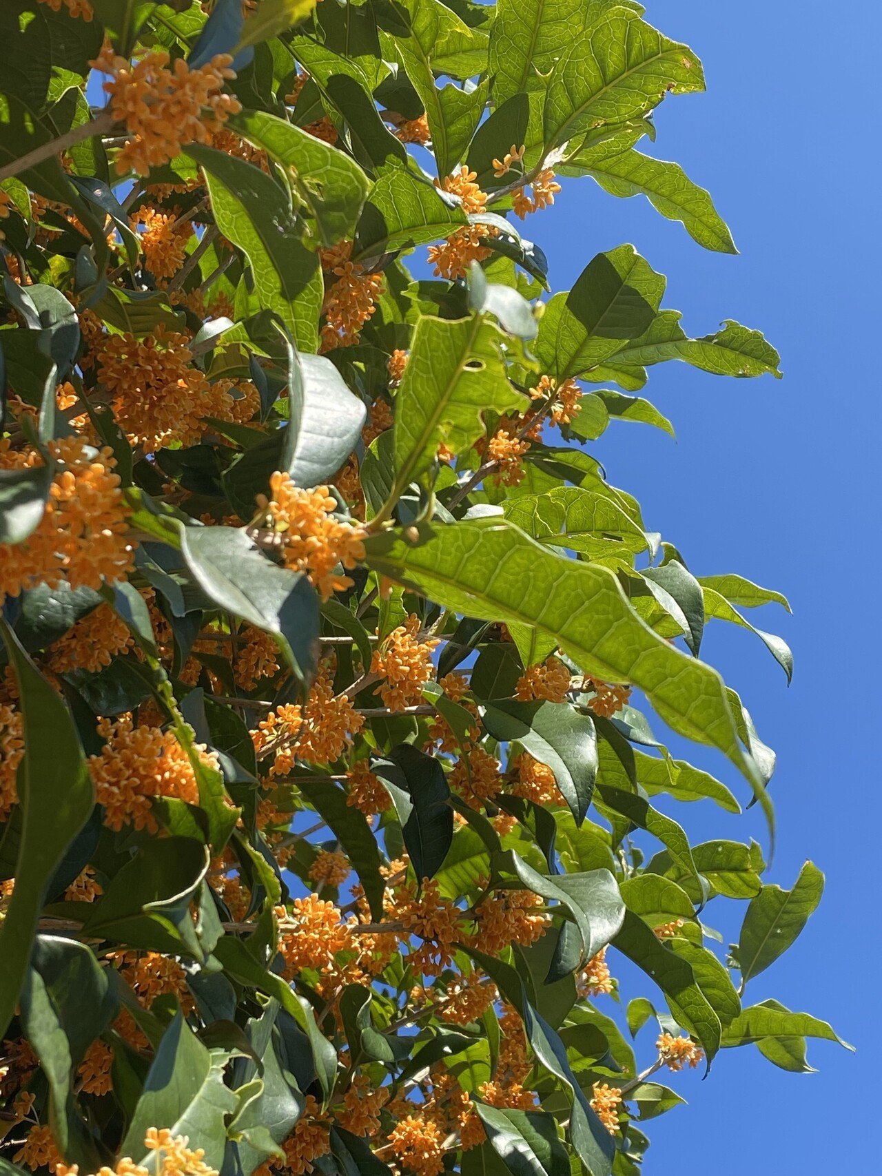 良い香り 金木犀 【根巻き キンモクセイ 秋の満開 シンボルツリー 生垣