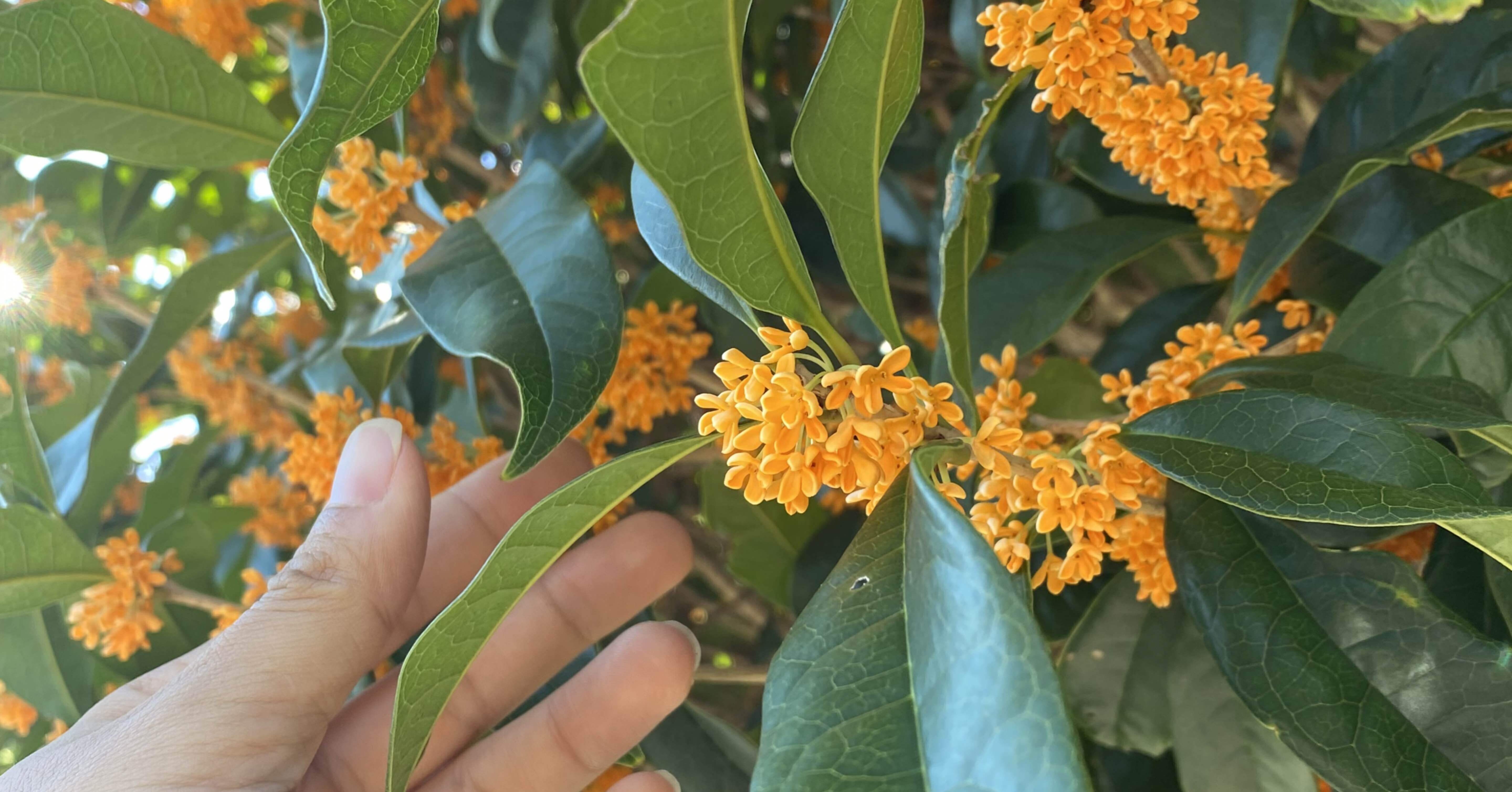 秋を楽しむー『金木犀』の香りに誘われて｜haco 🍀ガーデンプランナー