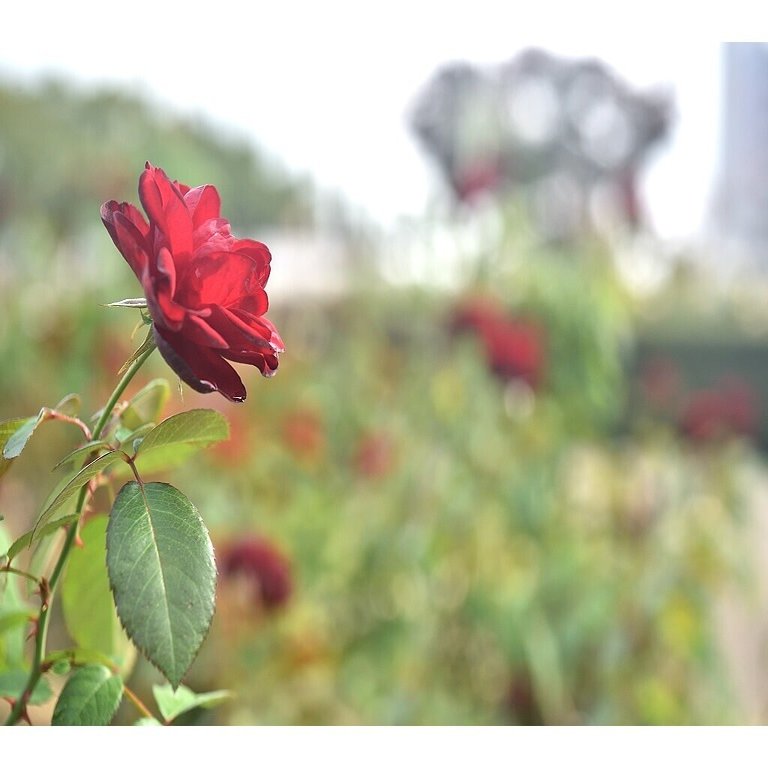 10月31日 広島県 福山市 ばら公園 秋バラの写真 Yohaku Photo Note