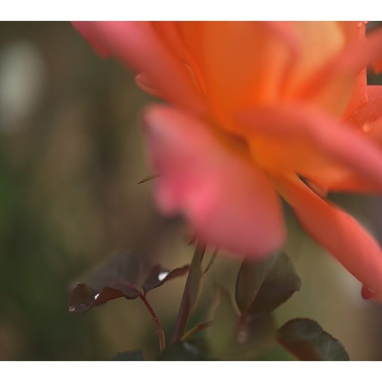 10月31日 広島県 福山市 ばら公園 秋バラの写真 Yohaku Photo Note