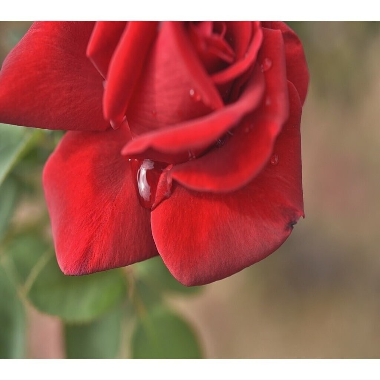 10月31日 広島県 福山市 ばら公園 秋バラの写真 Yohaku Photo Note