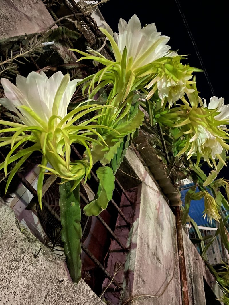 ドラゴンフルーツの花 ひとわけいぶき Note ドラゴンフルーツの花 ひとわけいぶき Note