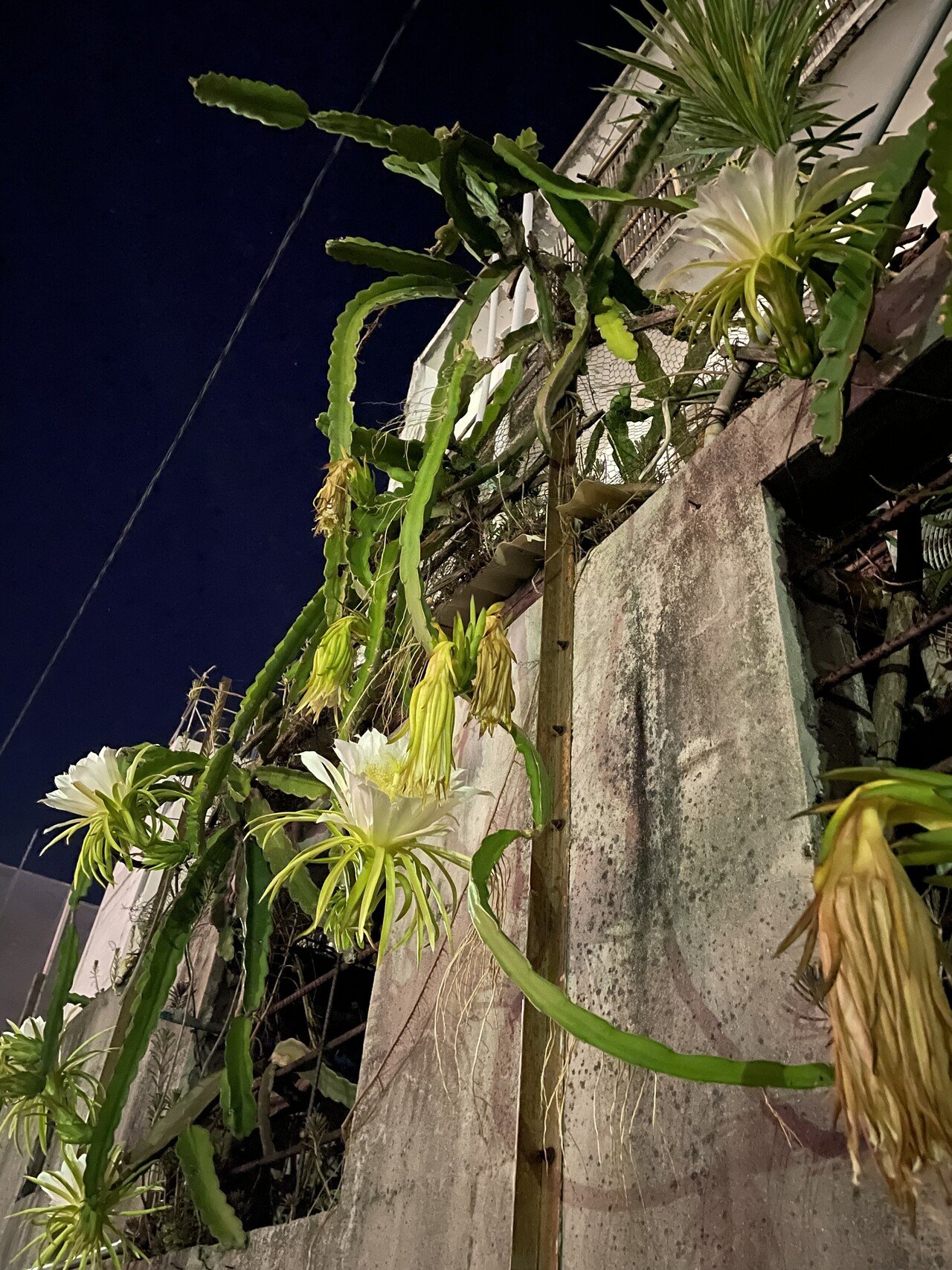 ドラゴンフルーツの花 ひとわけいぶき Note ドラゴンフルーツの花 ひとわけいぶき Note