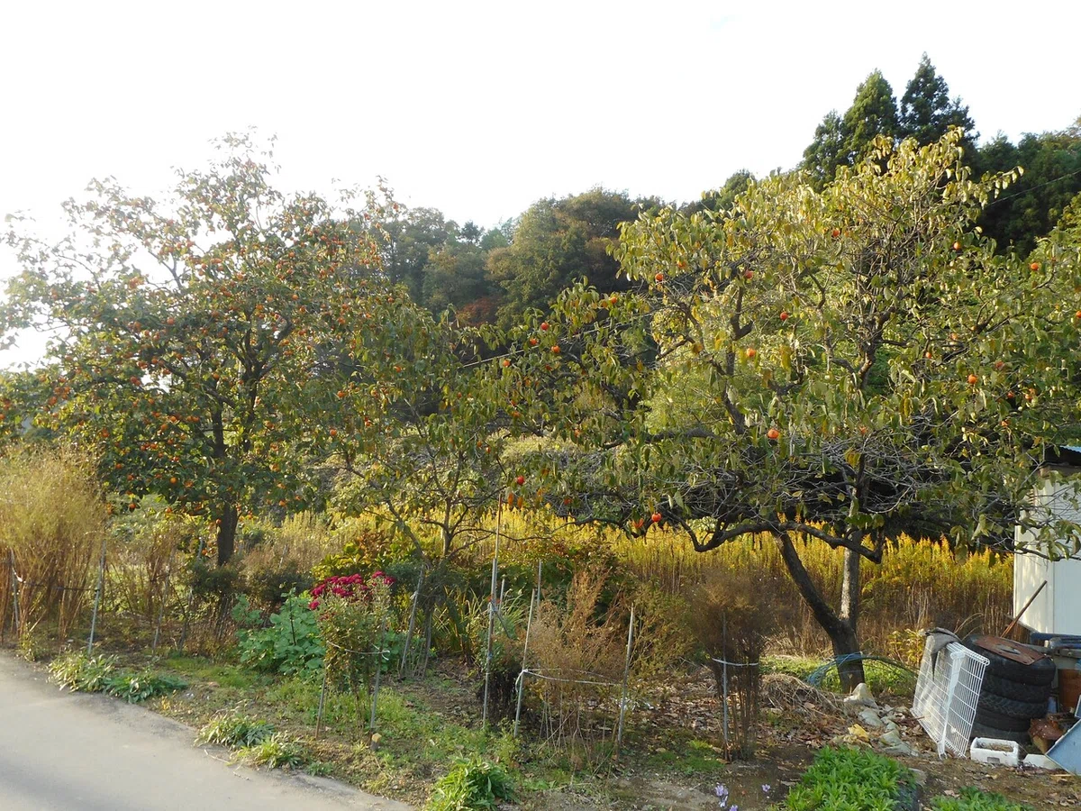 画像12