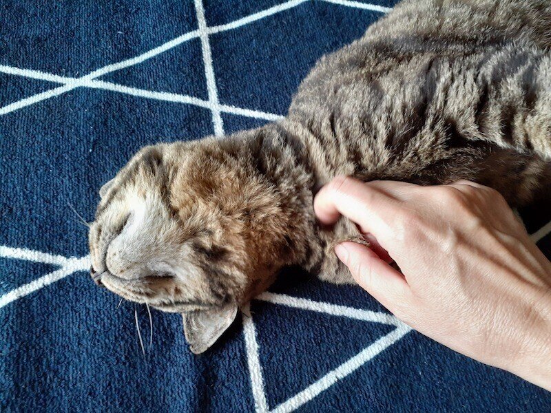 pet9サブ3
