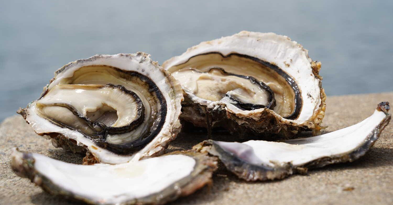 サイズは天然物の1.5倍！宮津の夏の味覚「丹後の海 育成岩がき」｜宮津