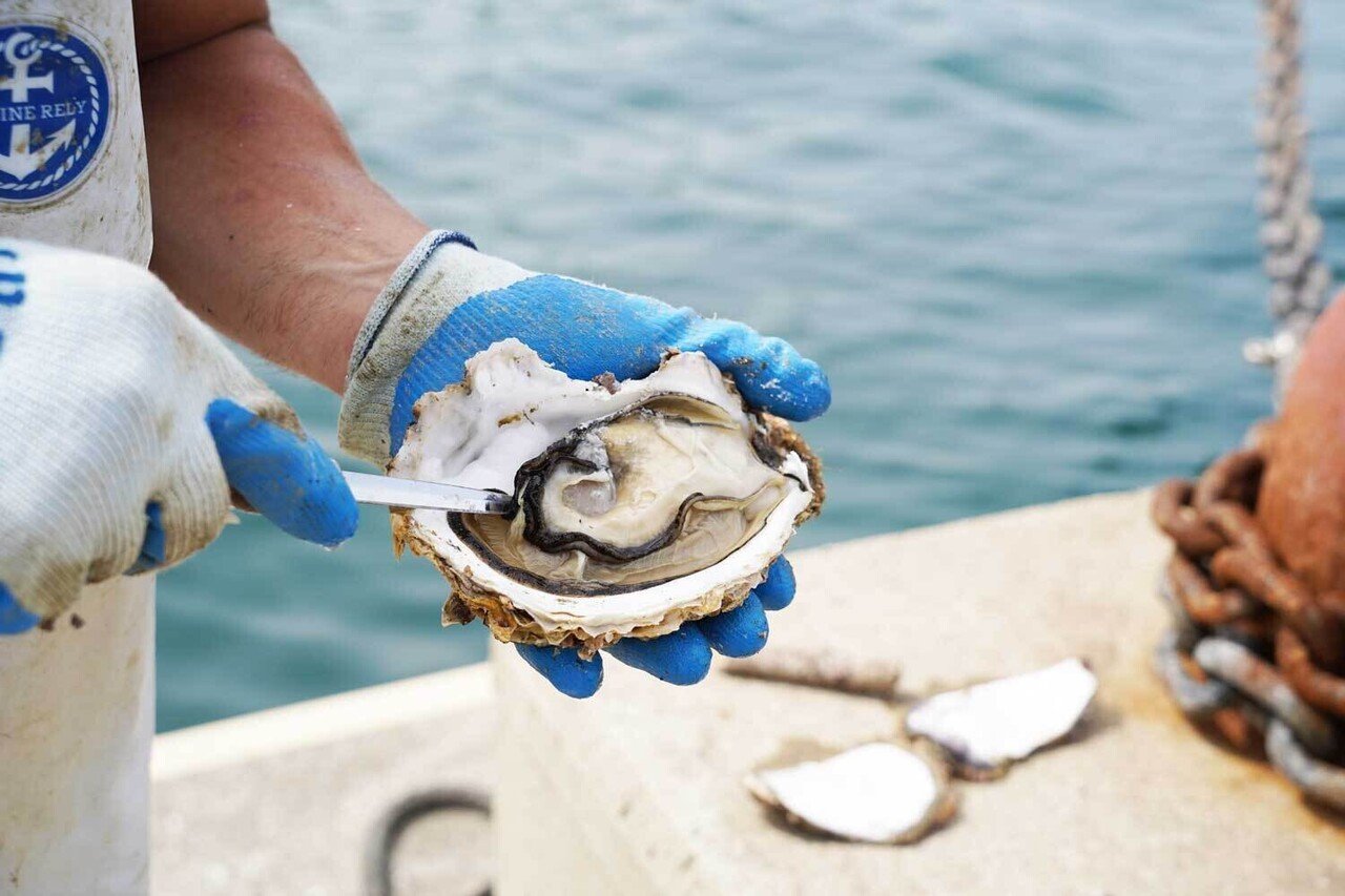 サイズは天然物の1.5倍！宮津の夏の味覚「丹後の海 育成岩がき」｜宮津