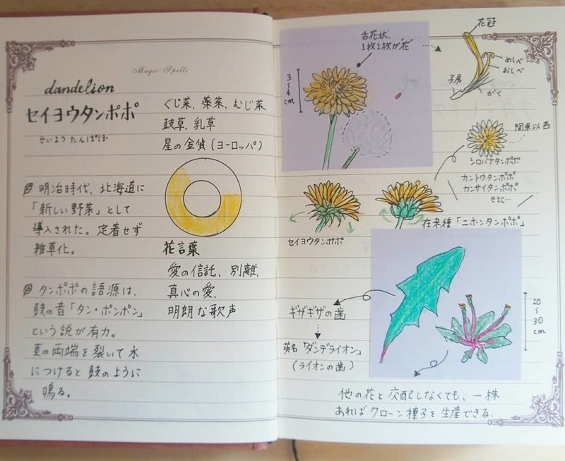 歩くのが楽しくなる 植物図鑑 のつくりかた 三條 凛花 りんか Note 歩くのが楽しくなる 植物図鑑 のつくりかた 三條 凛花 りんか Note