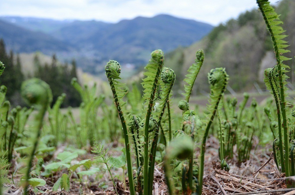 山菜のコゴミを食べてみよう｜水鏡