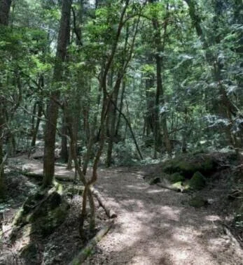 青木ヶ原樹海
