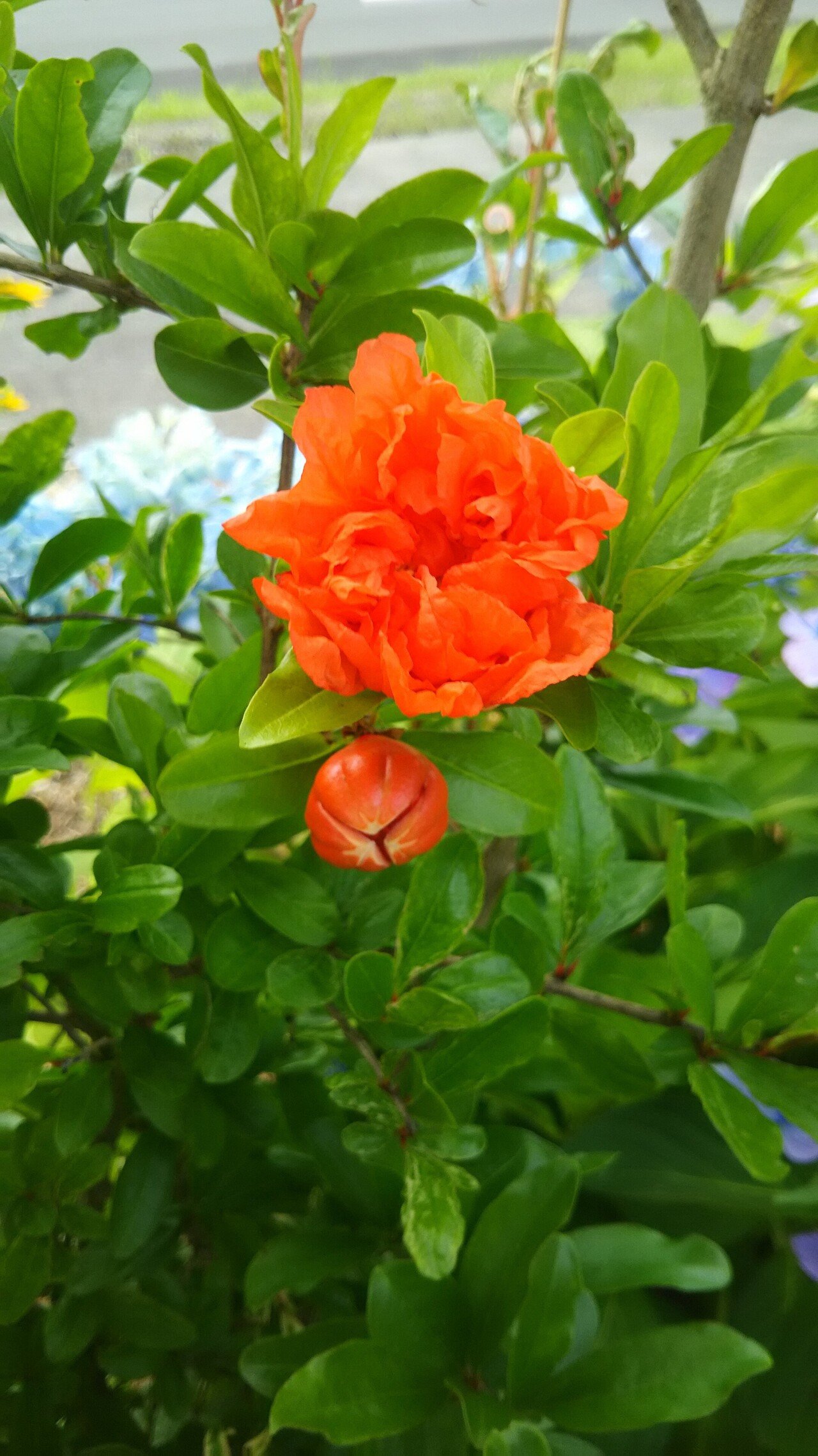 樹になる気になる実のなる樹ー神話にも登場する『ザクロ』｜haco