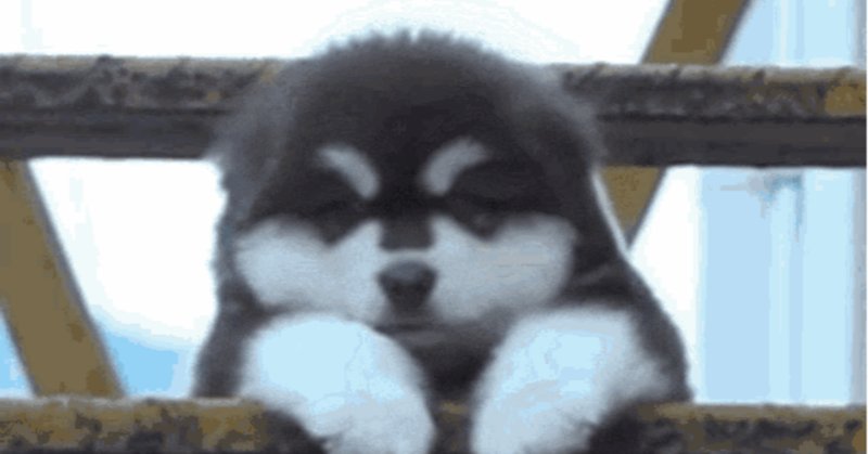 面白い動物gif の新着タグ記事一覧 Note つくる つながる とどける