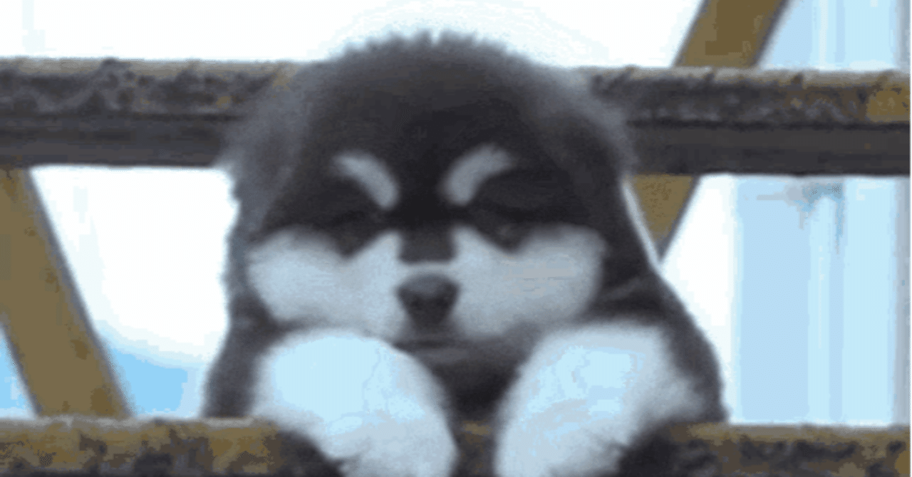 可愛い動物 Gif 動画 Shiomin Note