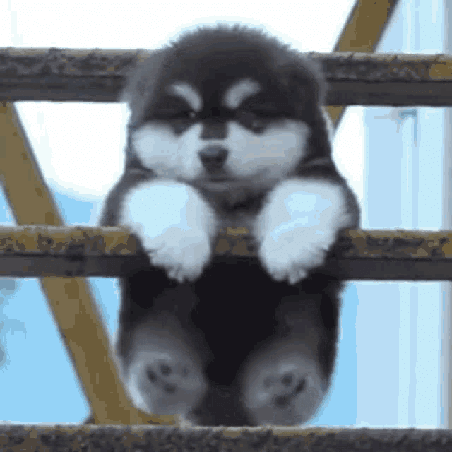 可愛い動物 Gif 動画 Shiomin Note