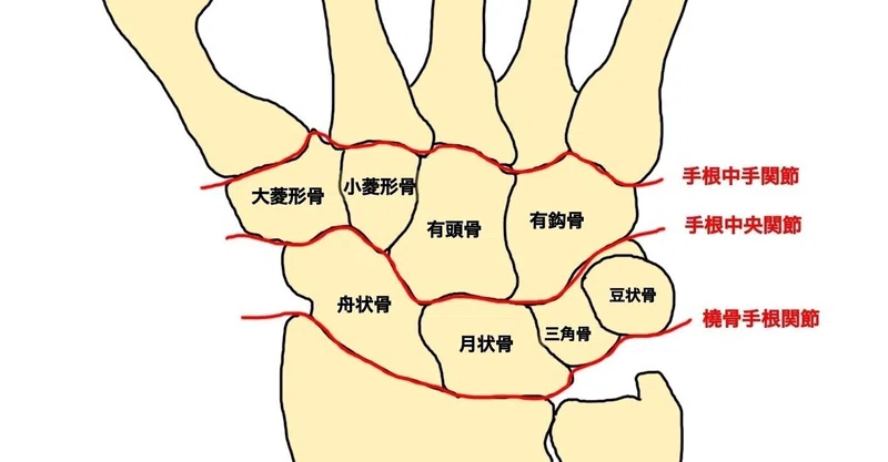 手関節(1)手根骨の構造と特徴|宮城島大樹@日本で最もトレーナーを育成してるトレーナー
