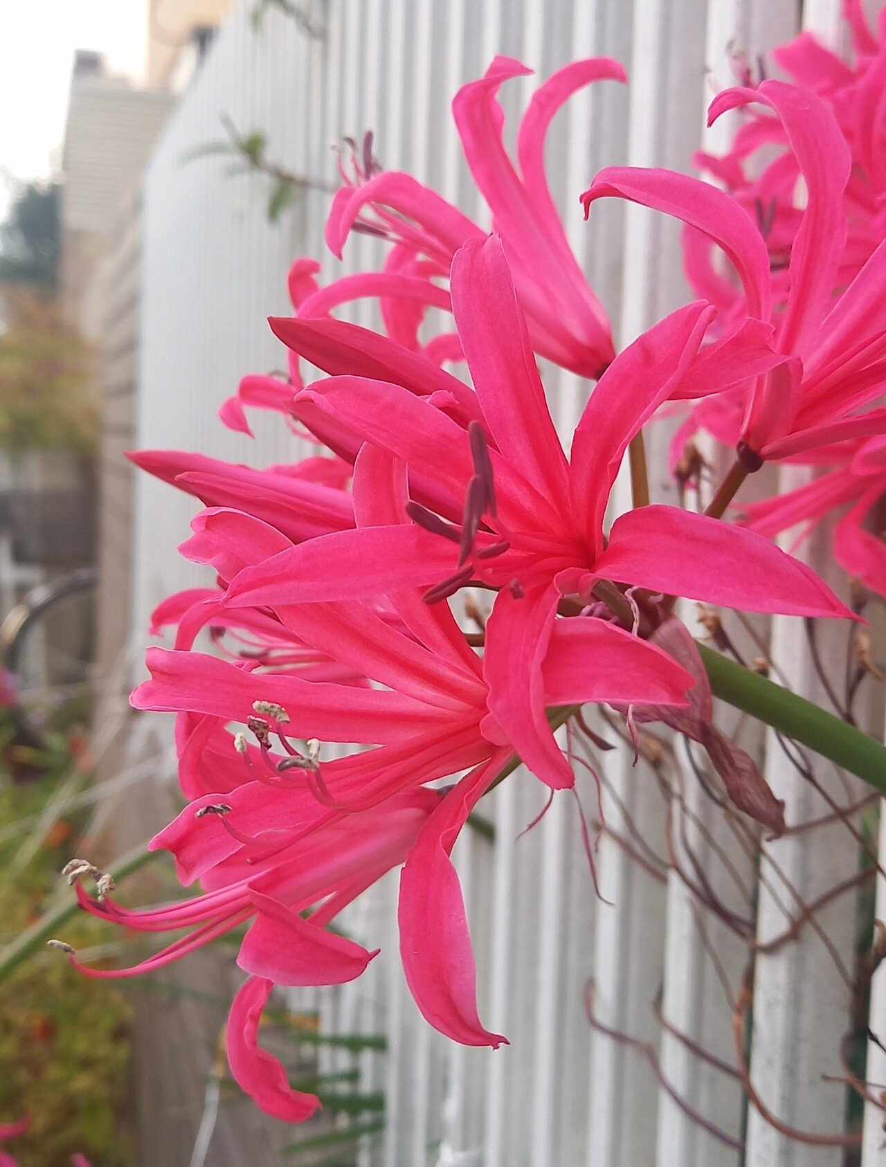 散策中にネリネに遭遇しました 柘榴 Note