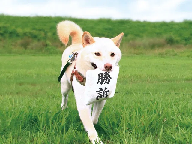 画像12
