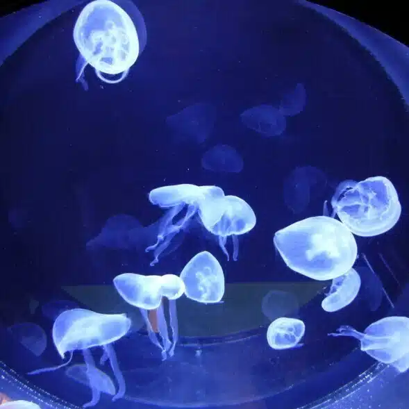 風待ち
