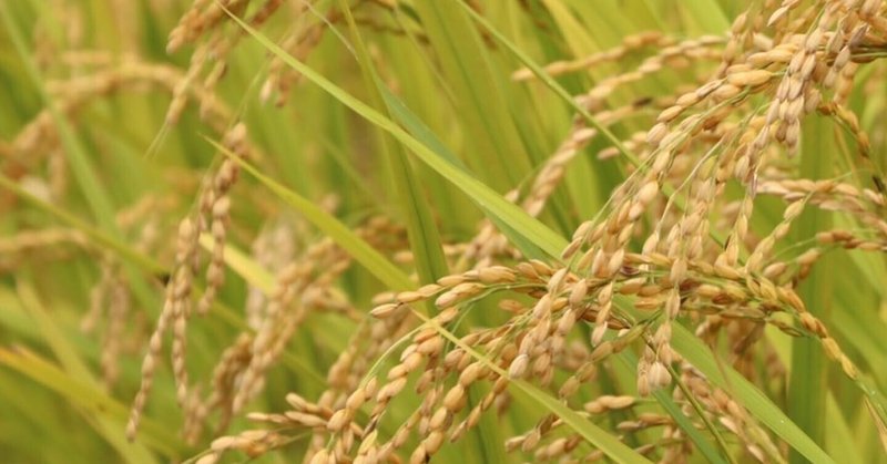 「岩手県内９割 小規模コメ農家赤字」江戸から続く３ha未満の米農家の長男が令和3年度の米づくり収支を試算してみた