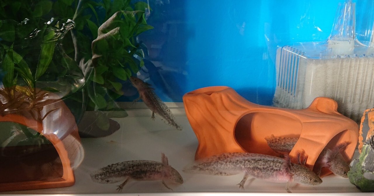 ウーパールーパーの成長 の新着タグ記事一覧 Note つくる つながる とどける