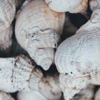 コーラを飲んだらゲップが出るっていうくらい確実じゃッ ケンスケ コバヤシ パグ ピース Note