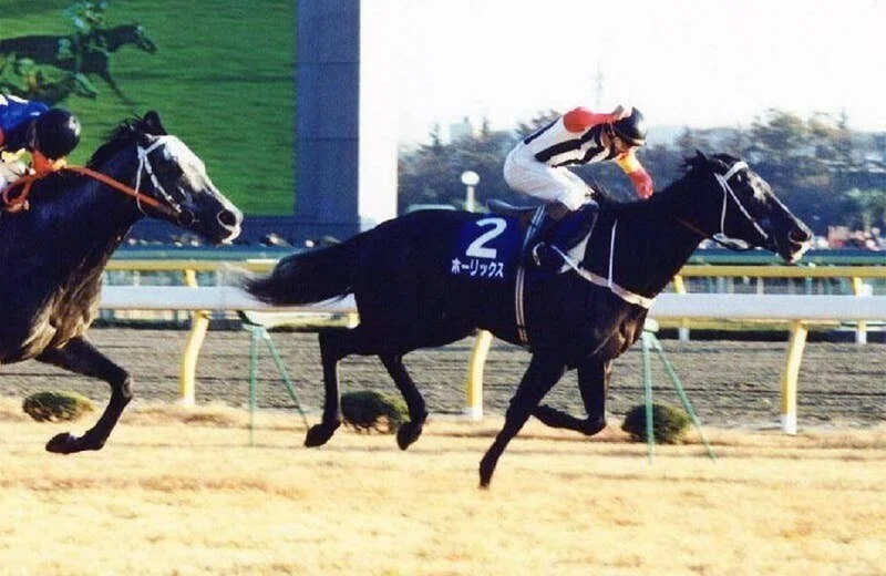 Meiba Dodo. reflects the real image of racehorses.｜こやざる