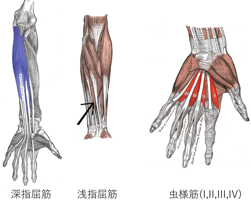 手の筋肉