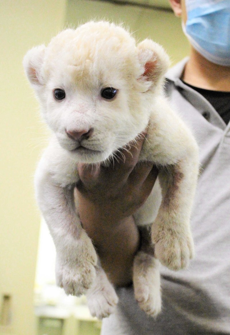 ホワイトライオン誕生
