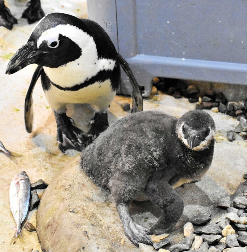 三木ペンギン