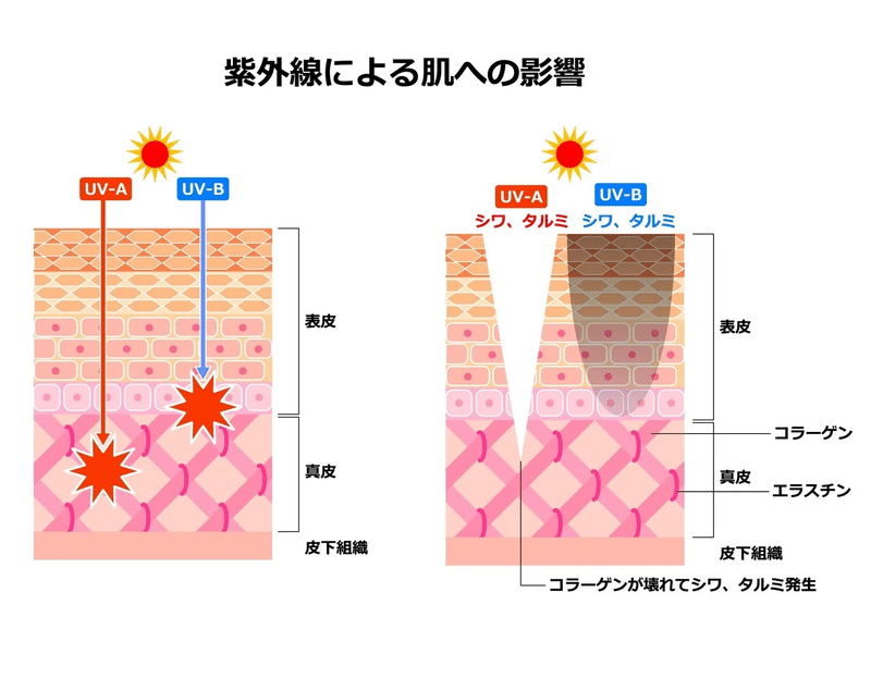 紫外線　肌