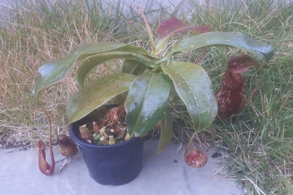 ウツボカズラ の新着タグ記事一覧 Note つくる つながる とどける