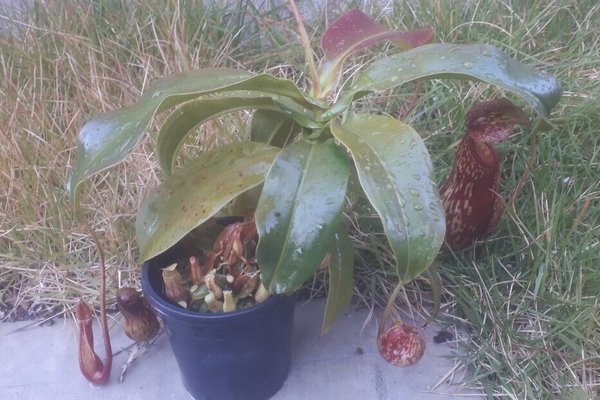 ウツボカズラ の新着タグ記事一覧 Note つくる つながる とどける ウツボカズラ の新着タグ記事一覧 Note つくる つながる とどける