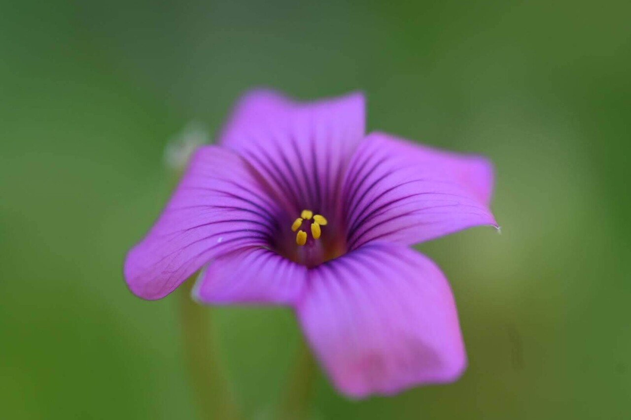 【作例あり】Nikon AF MICRO NIKKOR 60mmm f2.8D Ai AF Micro-Nikkor 60mm F2.8Sを整備して，スナップ写真を撮っ