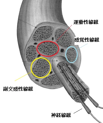 末梢神経の断面|ふたやんせんせー